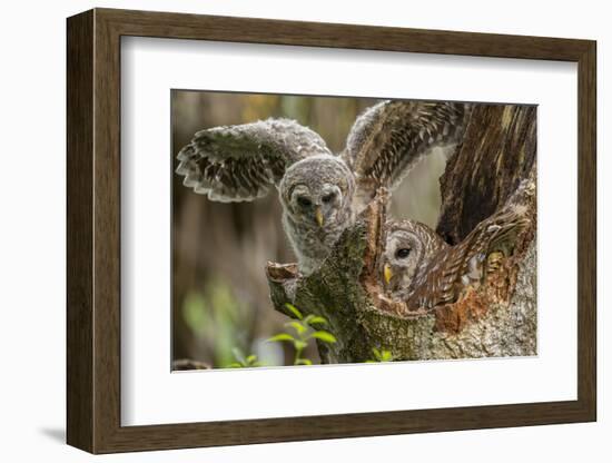 Baby Barred Owl Working around Nest in a Oak Tree Hammock, Florida-Maresa Pryor-Framed Photographic Print