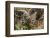 Baby Barred Owl Working around Nest in a Oak Tree Hammock, Florida-Maresa Pryor-Framed Photographic Print