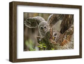 Baby Barred Owl Working around Nest in a Oak Tree Hammock, Florida-Maresa Pryor-Framed Photographic Print