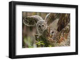 Baby Barred Owl Working around Nest in a Oak Tree Hammock, Florida-Maresa Pryor-Framed Photographic Print