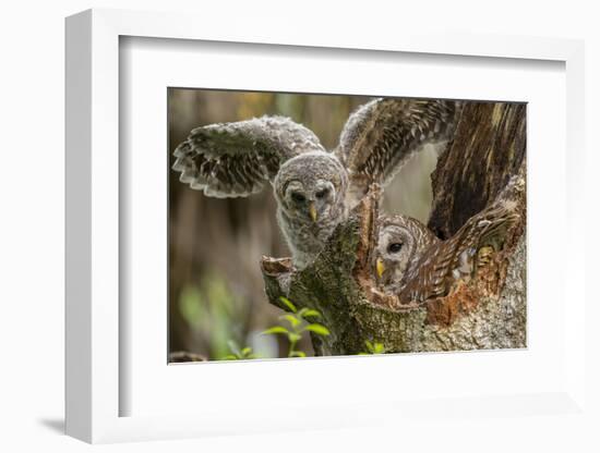 Baby Barred Owl Working around Nest in a Oak Tree Hammock, Florida-Maresa Pryor-Framed Photographic Print