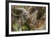 Baby Barred Owl, working around nest while adult is in nest in a oak tree hammock, Florida-Maresa Pryor-Framed Photographic Print