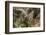 Baby Barred Owl, working around nest while adult is in nest in a oak tree hammock, Florida-Maresa Pryor-Framed Photographic Print