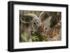 Baby Barred Owl, working around nest while adult is in nest in a oak tree hammock, Florida-Maresa Pryor-Framed Photographic Print