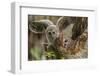 Baby Barred Owl, working around nest while adult is in nest in a oak tree hammock, Florida-Maresa Pryor-Framed Photographic Print