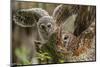 Baby Barred Owl, working around nest while adult is in nest in a oak tree hammock, Florida-Maresa Pryor-Mounted Photographic Print