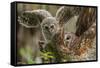 Baby Barred Owl, working around nest while adult is in nest in a oak tree hammock, Florida-Maresa Pryor-Framed Stretched Canvas