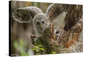 Baby Barred Owl, working around nest while adult is in nest in a oak tree hammock, Florida-Maresa Pryor-Stretched Canvas