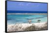 Baby Beach, San Nicolas, Aruba, Lesser Antilles, Netherlands Antilles, Caribbean, Central America-Jane Sweeney-Framed Stretched Canvas