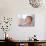 Baby Being Fed Baby Food-null-Stretched Canvas displayed on a wall