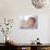 Baby Being Fed Baby Food-null-Photographic Print displayed on a wall