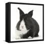 Baby Black-And-White Dutch Rabbit-Mark Taylor-Framed Stretched Canvas