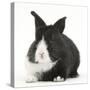 Baby Black-And-White Dutch Rabbit-Mark Taylor-Stretched Canvas