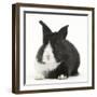 Baby Black-And-White Dutch Rabbit-Mark Taylor-Framed Photographic Print