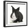 Baby Black-And-White Dutch Rabbit-Mark Taylor-Framed Photographic Print