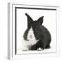 Baby Black-And-White Dutch Rabbit-Mark Taylor-Framed Photographic Print