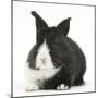 Baby Black-And-White Dutch Rabbit-Mark Taylor-Mounted Photographic Print