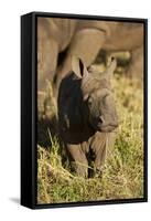 Baby Black Rhino, Sabi Sabi Reserve, South Africa-Paul Souders-Framed Stretched Canvas