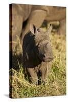 Baby Black Rhino, Sabi Sabi Reserve, South Africa-Paul Souders-Stretched Canvas