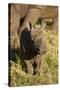 Baby Black Rhino, Sabi Sabi Reserve, South Africa-Paul Souders-Stretched Canvas