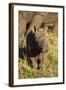 Baby Black Rhino, Sabi Sabi Reserve, South Africa-Paul Souders-Framed Photographic Print