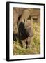 Baby Black Rhino, Sabi Sabi Reserve, South Africa-Paul Souders-Framed Photographic Print