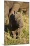 Baby Black Rhino, Sabi Sabi Reserve, South Africa-Paul Souders-Mounted Photographic Print