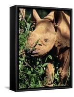 Baby Black Rhinoceros, Africa-Stanley Storm-Framed Stretched Canvas