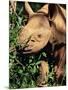 Baby Black Rhinoceros, Africa-Stanley Storm-Mounted Premium Photographic Print