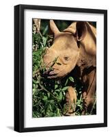 Baby Black Rhinoceros, Africa-Stanley Storm-Framed Photographic Print