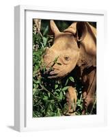 Baby Black Rhinoceros, Africa-Stanley Storm-Framed Photographic Print