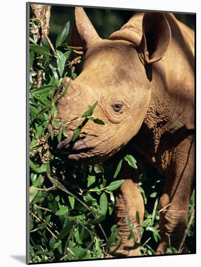 Baby Black Rhinoceros, Africa-Stanley Storm-Mounted Photographic Print