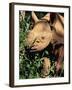 Baby Black Rhinoceros, Africa-Stanley Storm-Framed Photographic Print