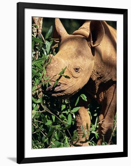 Baby Black Rhinoceros, Africa-Stanley Storm-Framed Photographic Print