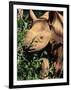 Baby Black Rhinoceros, Africa-Stanley Storm-Framed Photographic Print