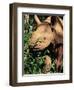 Baby Black Rhinoceros, Africa-Stanley Storm-Framed Photographic Print