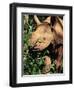 Baby Black Rhinoceros, Africa-Stanley Storm-Framed Photographic Print