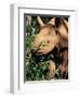 Baby Black Rhinoceros, Africa-Stanley Storm-Framed Photographic Print