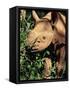 Baby Black Rhinoceros, Africa-Stanley Storm-Framed Stretched Canvas