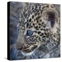 Baby Blue Eyed Leopard Masai Mara, Kenya Africa-Darrell Gulin-Stretched Canvas