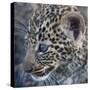 Baby Blue Eyed Leopard Masai Mara, Kenya Africa-Darrell Gulin-Stretched Canvas