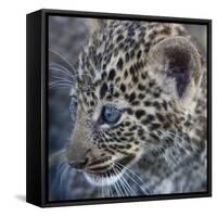 Baby Blue Eyed Leopard Masai Mara, Kenya Africa-Darrell Gulin-Framed Stretched Canvas