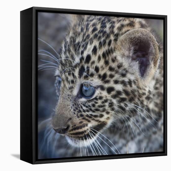 Baby Blue Eyed Leopard Masai Mara, Kenya Africa-Darrell Gulin-Framed Stretched Canvas