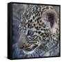 Baby Blue Eyed Leopard Masai Mara, Kenya Africa-Darrell Gulin-Framed Stretched Canvas