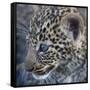 Baby Blue Eyed Leopard Masai Mara, Kenya Africa-Darrell Gulin-Framed Stretched Canvas