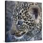 Baby Blue Eyed Leopard Masai Mara, Kenya Africa-Darrell Gulin-Stretched Canvas