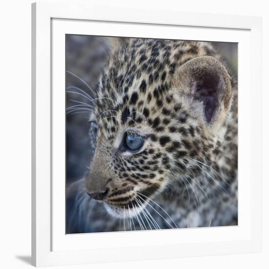 Baby Blue Eyed Leopard Masai Mara, Kenya Africa-Darrell Gulin-Framed Photographic Print