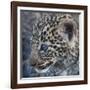 Baby Blue Eyed Leopard Masai Mara, Kenya Africa-Darrell Gulin-Framed Photographic Print