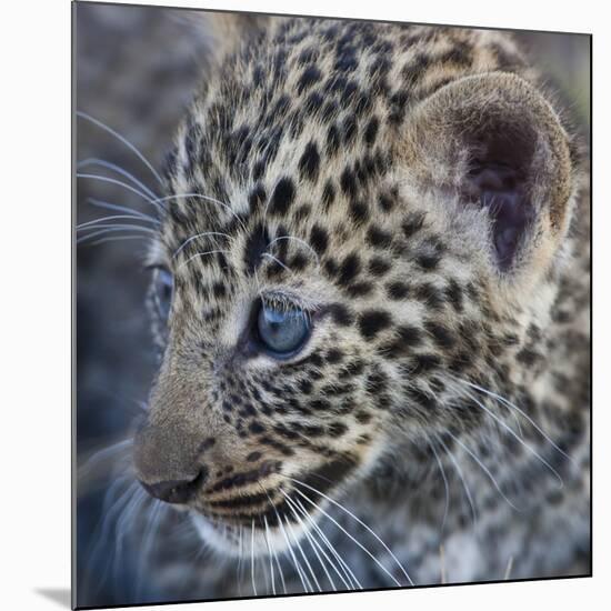 Baby Blue Eyed Leopard Masai Mara, Kenya Africa-Darrell Gulin-Mounted Photographic Print