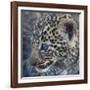 Baby Blue Eyed Leopard Masai Mara, Kenya Africa-Darrell Gulin-Framed Photographic Print